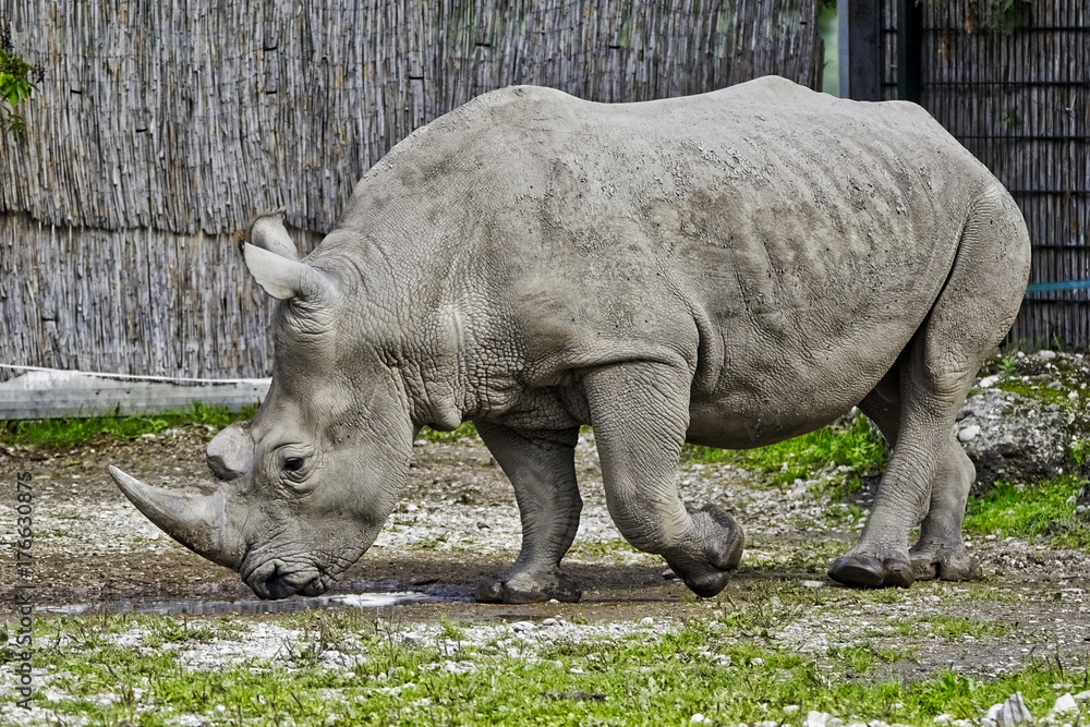 Fototapeta premium rhinoceros