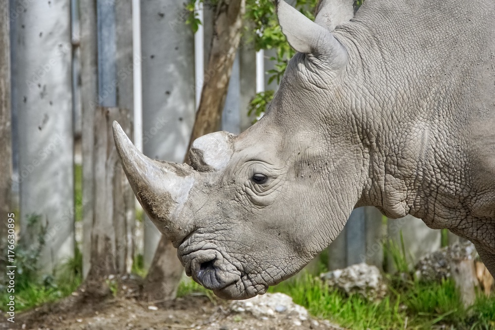 Obraz premium rhinoceros