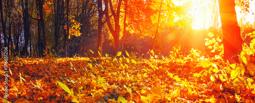 Fototapeta Naklejka Na Ścianę i Meble -   autumn trees on sun