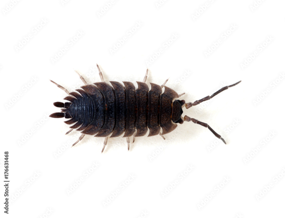 Woodlouse isolated on white Woodlouse isolated on white