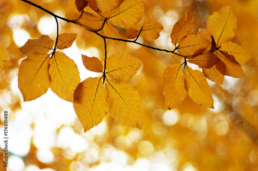 Fototapeta premium Autumn leaves background.
