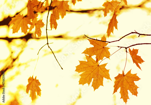 Autumn leaves background.