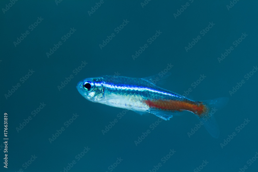 néon bleu néon bleu