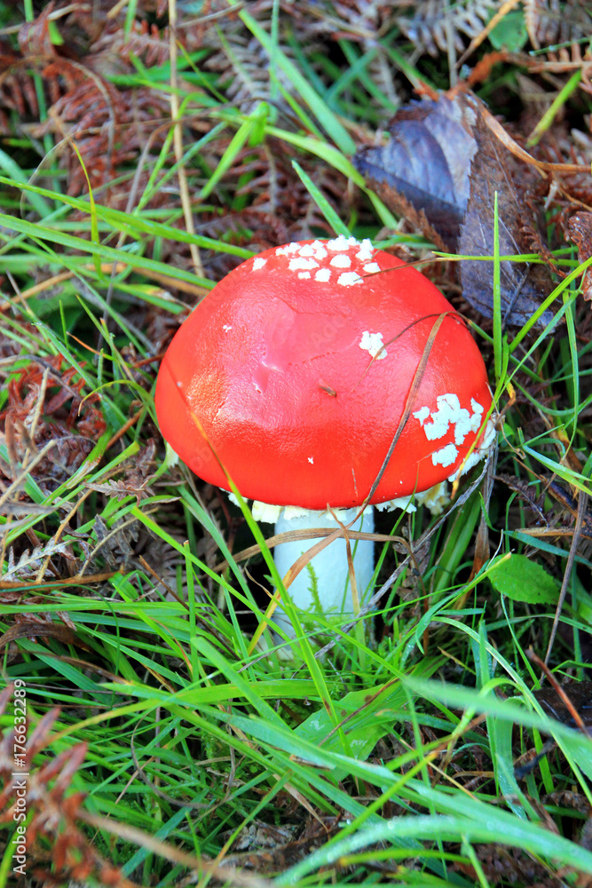 Champignons à chapeau rouge.rouge.