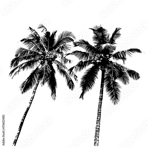 tropical palm trees