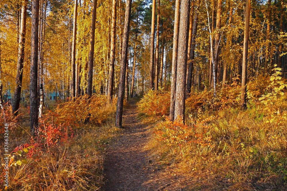 The autumn woods were covered with paint. Ekaterinburg, Sverdlovsk oblast, Russia. The autumn woods were covered with paint. Ekaterinburg, Sverdlovsk oblast, Russia.