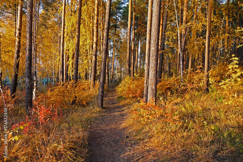 The autumn woods were covered with paint. Ekaterinburg, Sverdlovsk oblast, Russia.