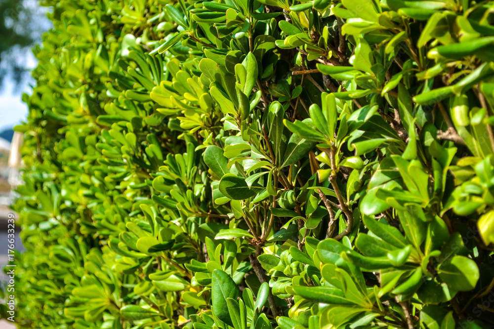 Green fence goes into the distance. green backdrop Green fence goes into the distance. green backdrop