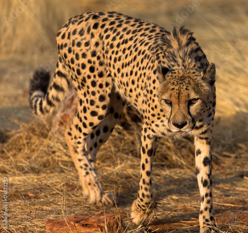 Gepard, Namibia