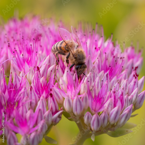 Honey Bee collecting pollin
