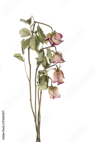 A dried roses isolated on a white background