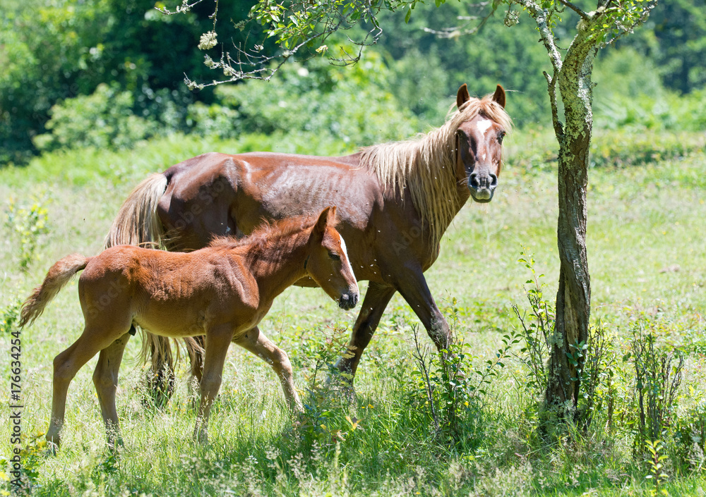 Naklejka premium Mare with foal trotting, Spain
