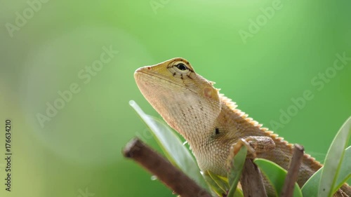 chameleon looking around on the tree