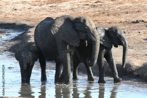 African elephant, Loxodonta africana, at waterhole Hwange National Park, Zimbabwe