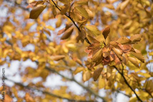 Season of beautiful autumn leaves