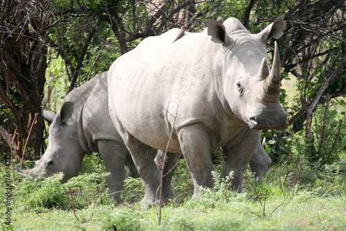 Southern White rhinoceros, Ceratotherium simum simum, in the Matopos National Park, Zimbawve