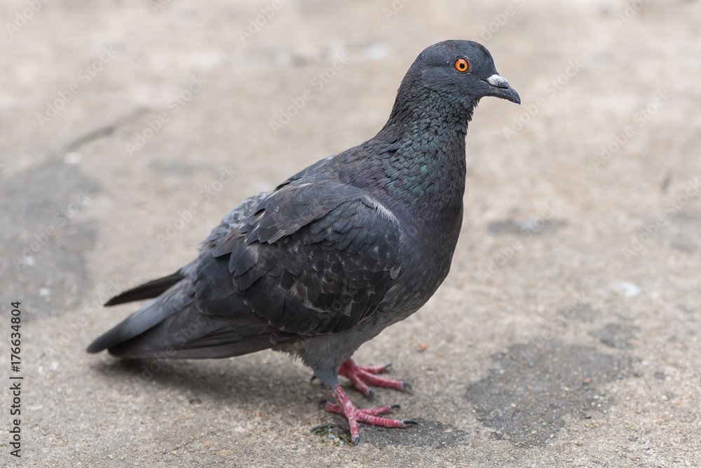 The pigeon standing isolated on the ground The pigeon standing isolated on the ground
