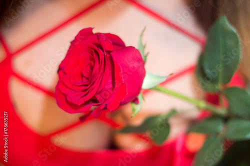  red rose against the background of the female breast