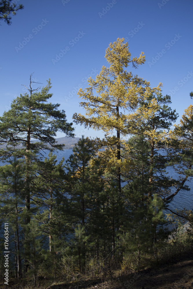Autumn forest Autumn forest