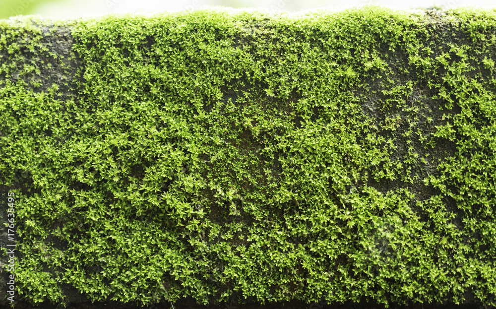 little wall of green moss growing on the brick