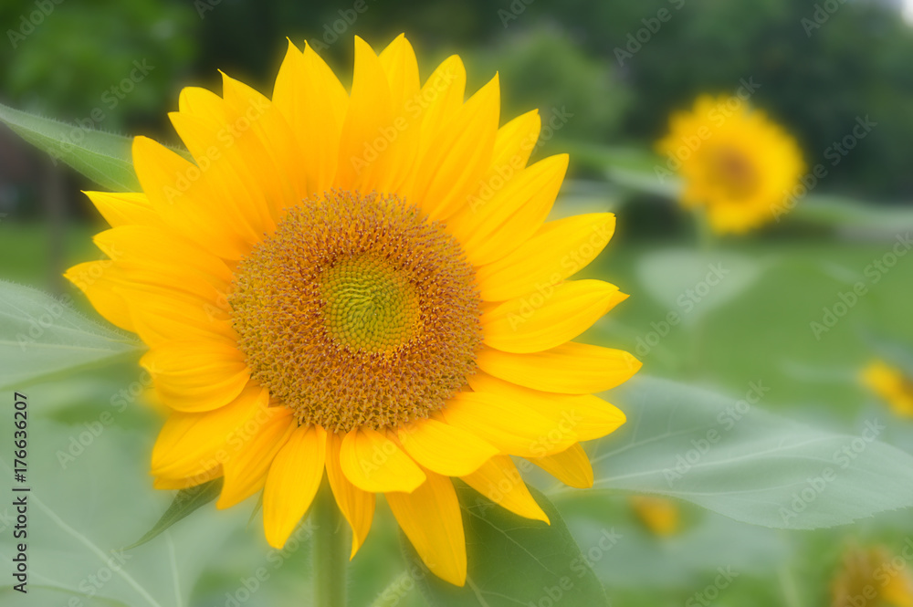 Sunflower, Helianthus sp., Central of Thailand