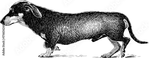 sketch of a walking dachshund