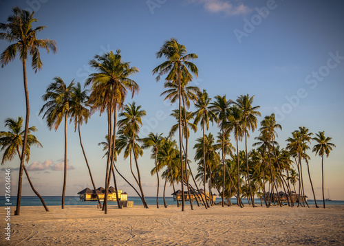 Palms on the Beach, Maldives