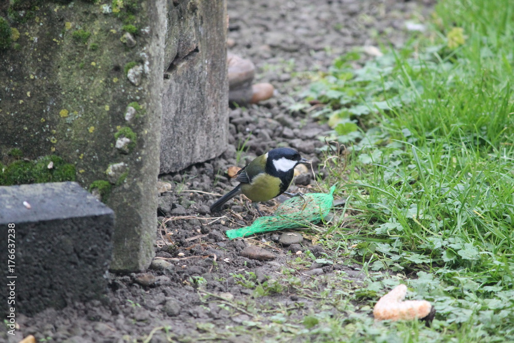 Obraz premium great tit