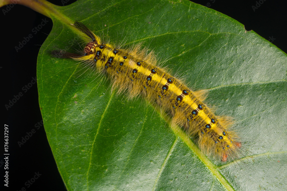 Rose-myrtled Lappet Moth caterpillar isolated on the leaf using focus stacking technique