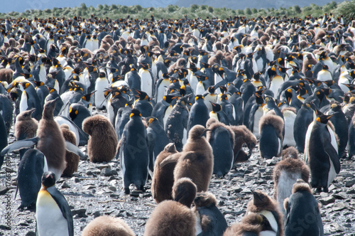 King Penguins on Salisbury plains © Goldilock Project