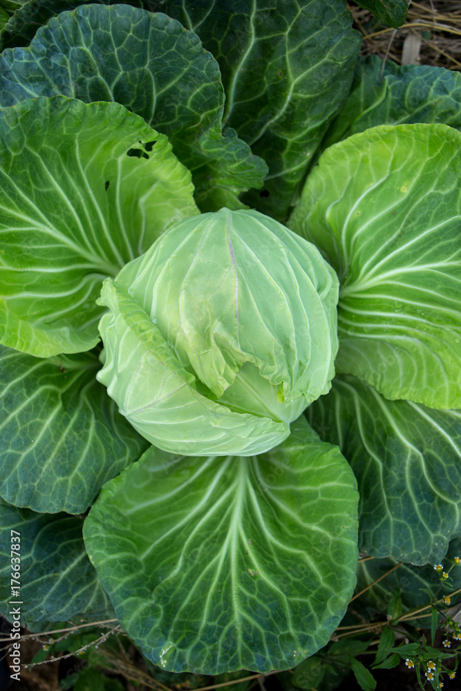 fresh cabbage
fresh cabbage