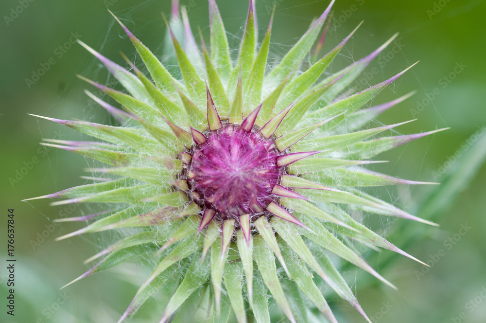Spear thistle (Cirsium vulgare) flower head Spear thistle (Cirsium vulgare) flower head