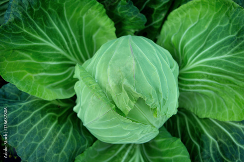 fresh cabbage 