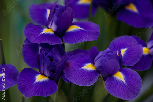 beautiful bouquet of lilac blue irises