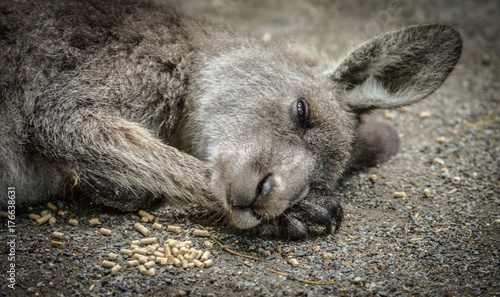 Australian Kangaroo Sleeping After Overeating Food at Zoo in Cairns