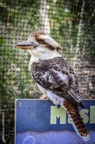 Side View of Kookaburra in Australian Zoo
