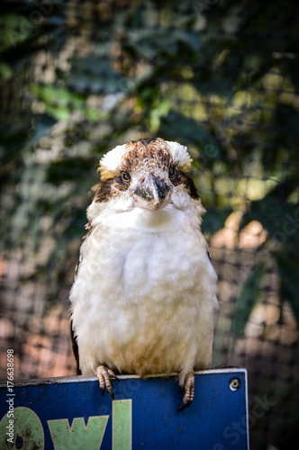 Front View of Kookaburra in Australian Zoo