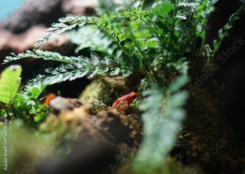 The red frog on a stone under the ferns.This is a pet in a glass cabinet.