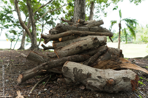 A pile of firewood in the forest, waiting to be stored.
