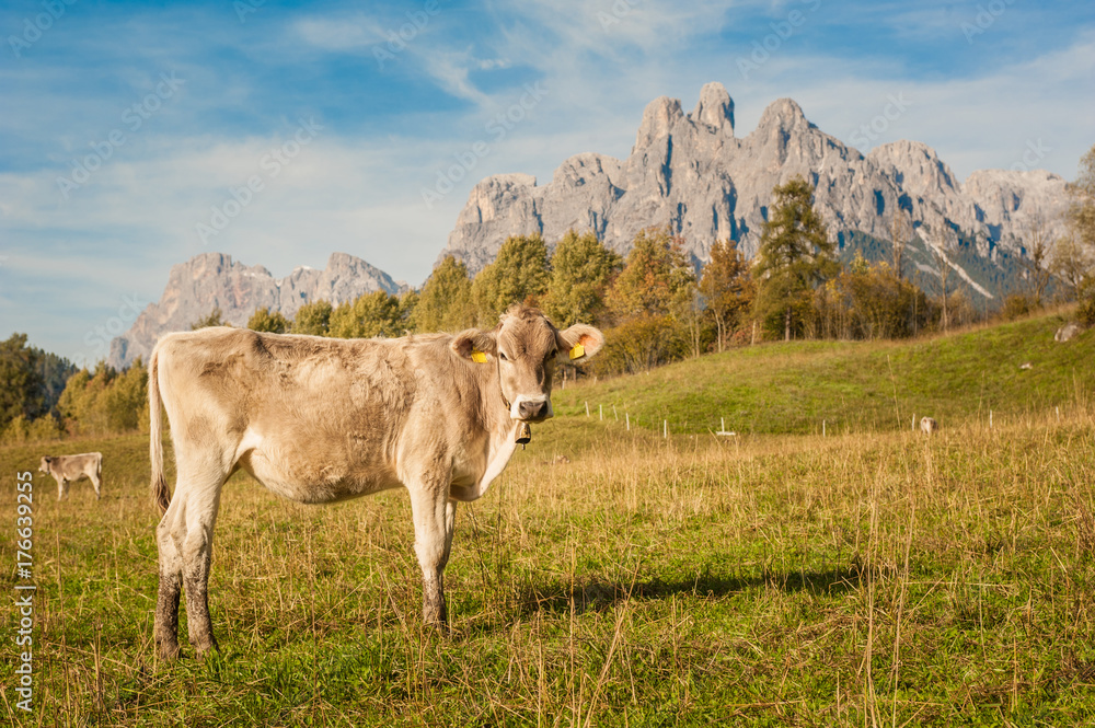 cow on mountain meadows