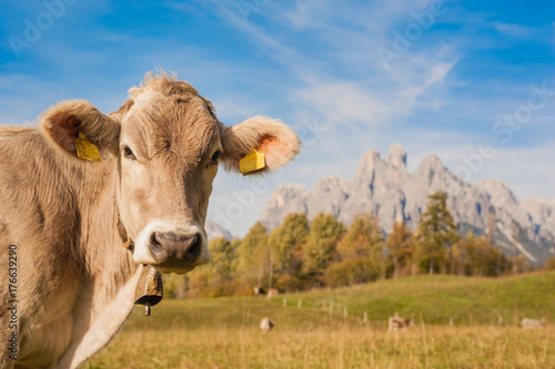 cow on mountain meadows