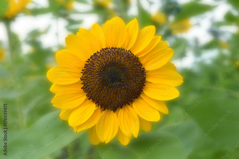 Sunflower, Helianthus sp., Central of Thailand