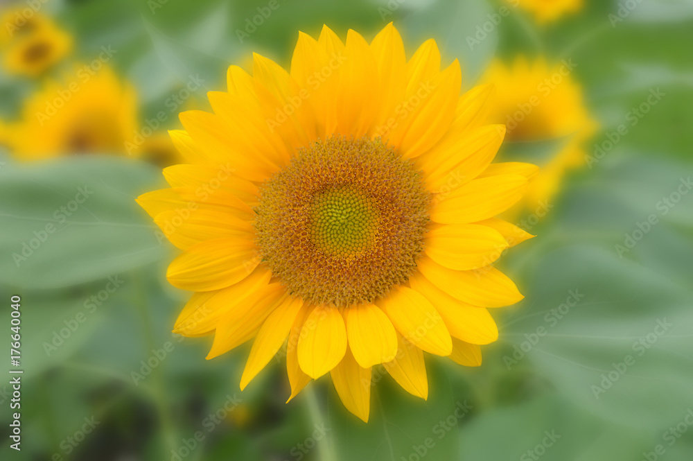 Obraz premium Sunflower, Helianthus sp., Central of Thailand