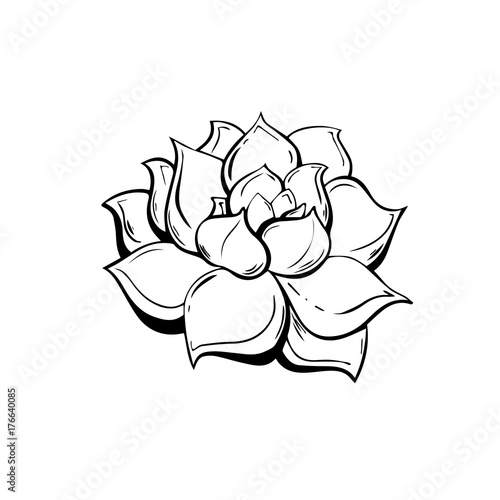 Elegant Botanical illustration with the image of the Mexican succulent rosette plant Echeveria. Isolated hand drawn vector clip art on a white background. Hipster trendy floral motif.