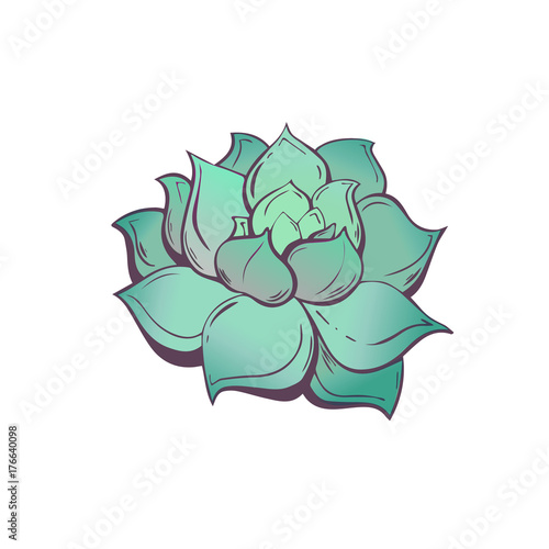 Elegant Botanical illustration with the image of the Mexican succulent rosette plant Echeveria. Isolated hand drawn vector clip art on a white background. Hipster trendy floral motif.