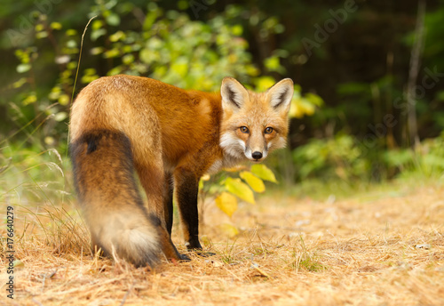 Obraz na plátně Red fox (Vulpes vulpes) in Algonquin Park, Canada in autumn