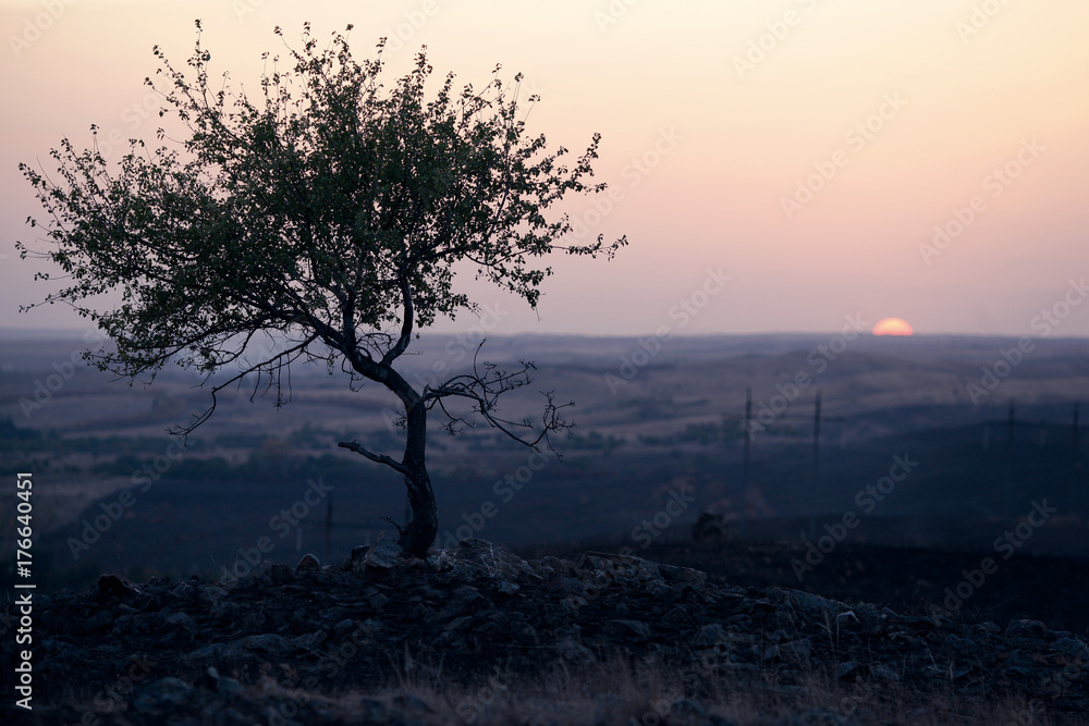 Obraz premium tree and nature in the early morning in the mountains