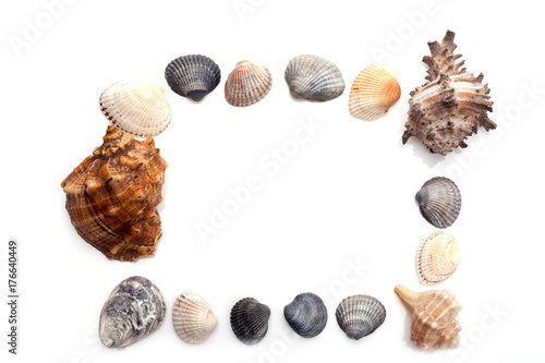 Frame of seashells
