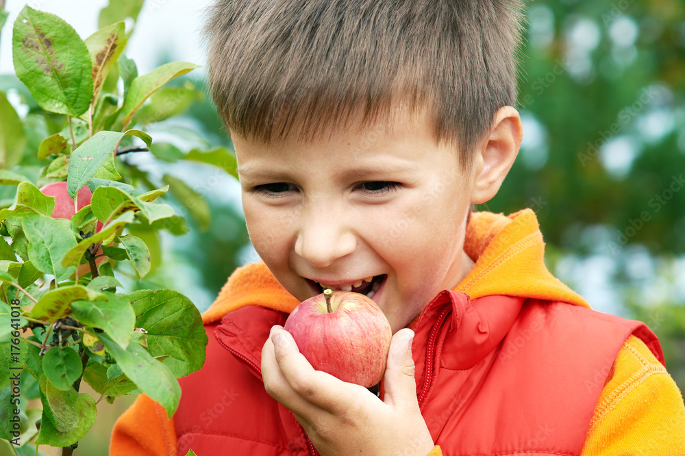 Caucasian boy eating organic apples from the tree. Caucasian boy eating organic apples from the tree.