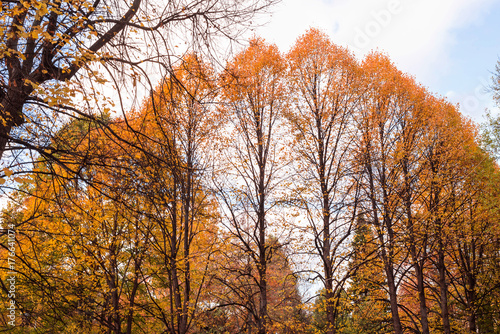 Autumn landscape of Russia